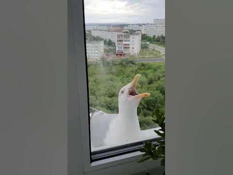 Чайка кричит. - YouTube