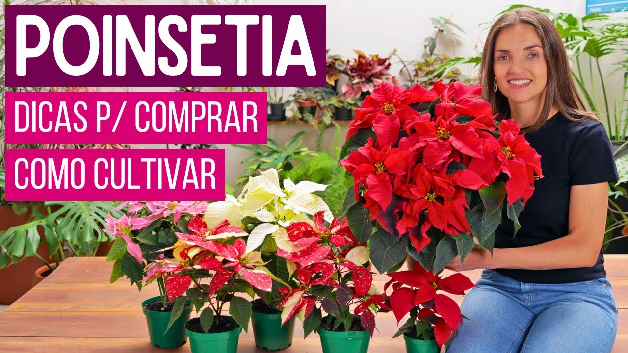 POINSETIA (Flor de Natal) - COMO CULTIVAR e DICAS para COMPRAR