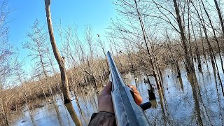 Arkansas TIMBER FLOOD OUT Duck Hunting