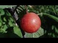 One of the Best All-Purpose Shrubs for Deer