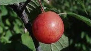One of the Best All-Purpose Shrubs for Deer