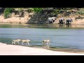 Lions' River Crossing Challenges