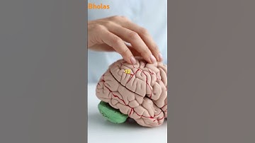 Hyperthymesia:The Rare Condition of Perfect Memory!