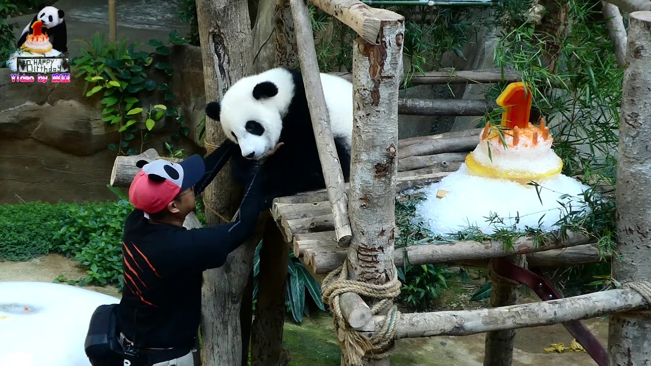 20190114 大馬暖妹1歲生日會vs 飼養員7帥篇 The Giant Panda Nuan Mei's birthday celebration at Malaysia