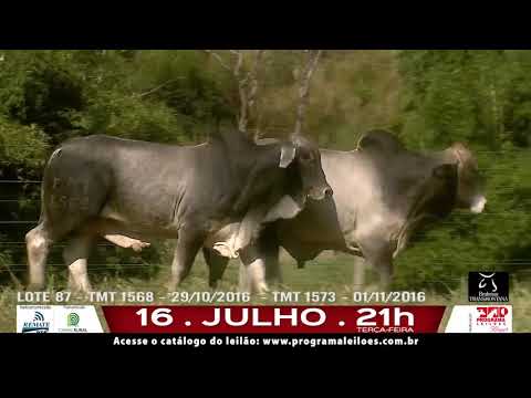 LOTE 087