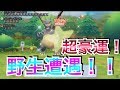 【超神回！】　野生で色違いのリザードンに遭遇して発狂する男　【ポケモンピカブイ】