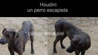 Houdini, un perrito de Izalco