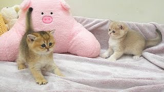 A fun day of running around for cute kittens with Dad Cat and Mom Cat by Lovely Kitten 6,548 views 2 months ago 13 minutes, 12 seconds