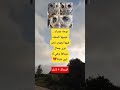 بومة عمياء عينيها كسماء فيها نجوم نحن نرى جمال عيناها وهي لا ترى شيئا