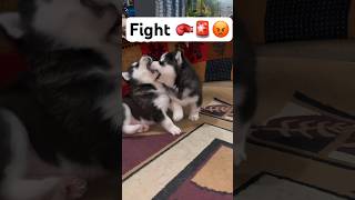 Aggressive Husky Puppy Fighting #diljitdosanjh #trendingsong #husky #shorts #dog