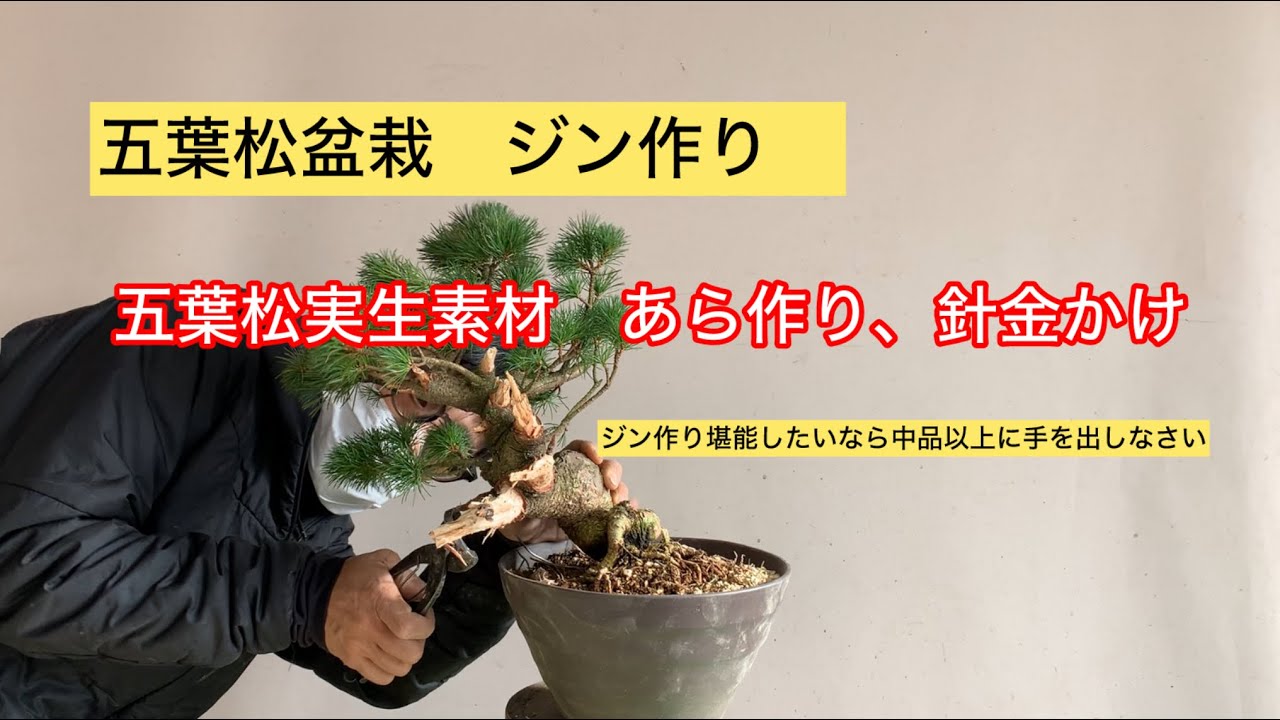 五葉松盆栽 ジン作り、針金かけ 中品素材はジン作りも面白いぞ - YouTube