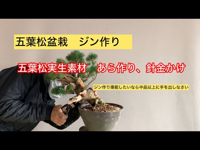 ◎人気盆栽・中品 ☆五葉松 葉性良好《神・ジン》（五葉松盆栽 ジン 