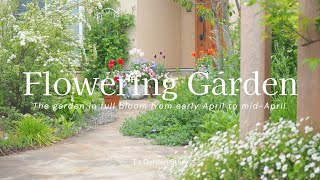 《สวนเมษายน 2024❀รวบรวม》จากดอกไม้น่ารัก ๆ สู่สวนกุหลาบและไม้ยืนต้นที่สวยงาม《การจัดสวนของ T's Garden》