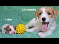 PUPPY's first 10 weeks. How the puppy changes. Puppy from birth up to 2.5 months. Funny dog. Puppies