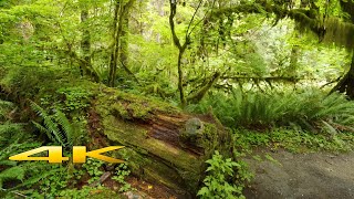 Hoh Rain Forest 
4K 
trees
path
rock