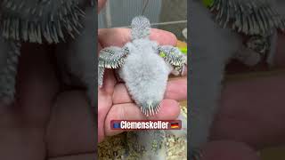 Flauschi #wellensittich #vogelgezwitscher #vogel #haustiere #wellensittiche #glücklich