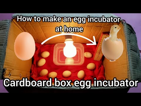 Video: Penetasan Anak Ayam Dengan Betul Di Inkubator