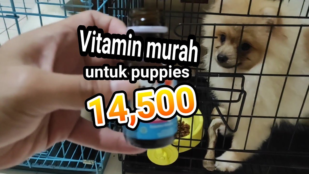 Vitamin MURAH untuk puppies tips & rekomendasi YouTube