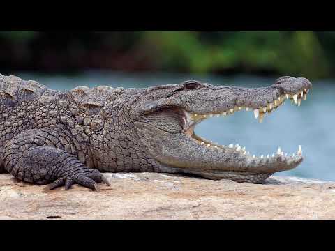 Balaram Ambaji Wildlife Sanctuary