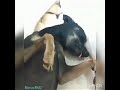 Cachorro safado