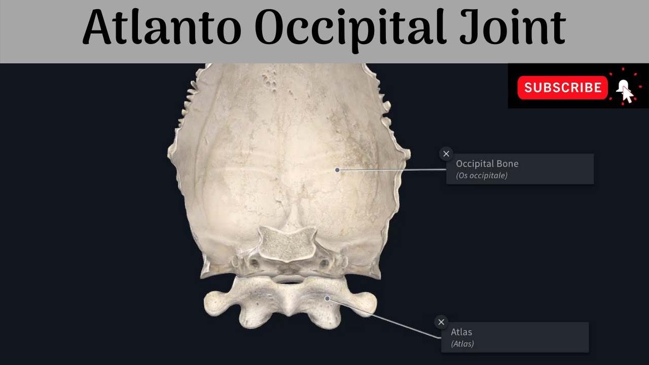 Atlanto Occipital Joint Type Articular Surfaces Ligaments Movements Muscles Youtube