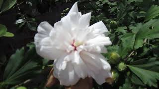 Red Heart Althea, Rose of Sharon (Hibiscus syriacus)