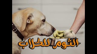  كل ما يخص الثوم للكلاب