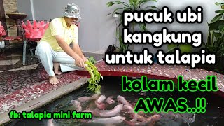IKAN TALAPIA MAKAN PUCUK UBI DAN KANGKUNG kolam kecil AWAS... ada masalah lain.   #talapia  #lobster