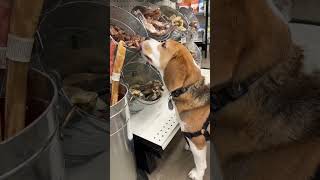 Cute beagle shopping at Pet Food Express