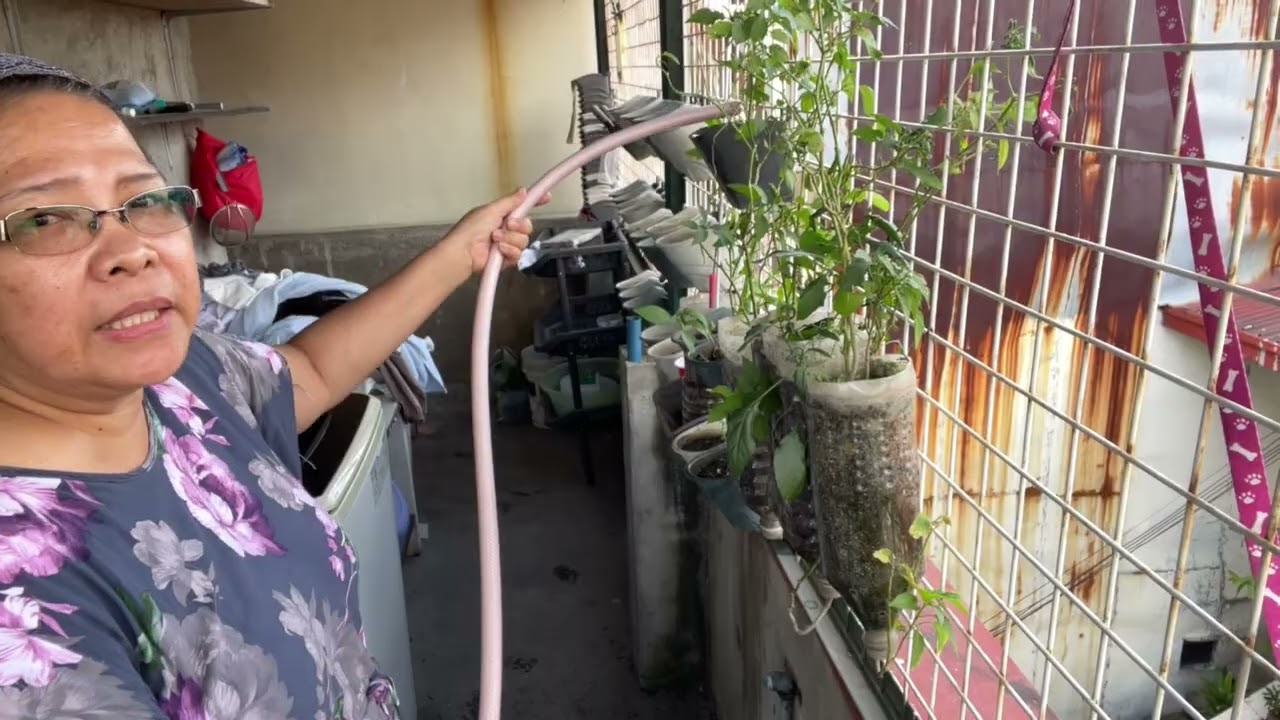 Pandan and sugar leaf 