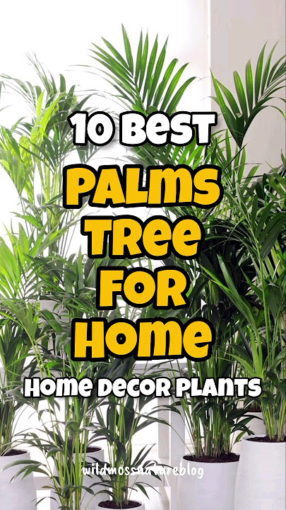 Best palm tree for home / indoor palm tree identification #houseplants #shorts #homegardening