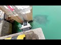浮桟橋の「ぬし」が現れたのでエビ垂らしてみると…