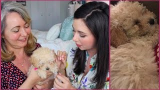 Celebrity Cavapoo Puppy Haul & Vlog Wealth
