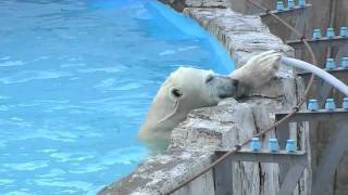 ホースから水がちょろちょろ~Polar Bear cub plays with a hose