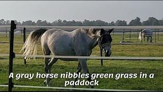 A gray horse in a fly mask nibbles green grass in a paddock