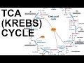 TCA/Citric Acid (Krebs) Cycle