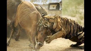 Angry cow! real Attack a tiger