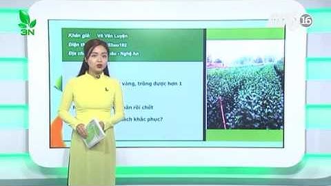 Hoa cúc bị bệnh thối thân cần được điều trị ra sao