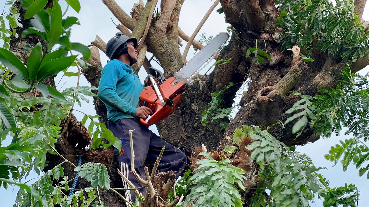 Impressive... Felling of 2 old and expensive trembesi trees ‼️ - YouTube