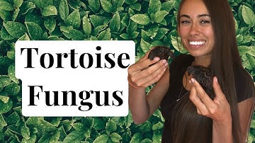 How to Treat Fungus on Tortoise Shells