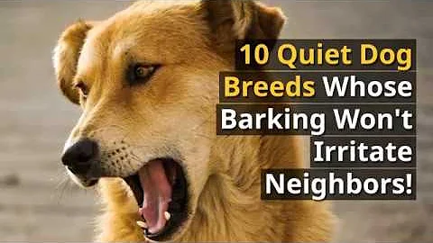10 Quiet Dog Breeds That Won't Irritate The Neighbors!