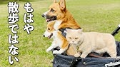 まるで あやしい儀式 Twitterで話題の3兄妹にホッコリ Youtube まるで あやしい儀式 Twitterで話題の3兄妹にホッコリ Youtube
