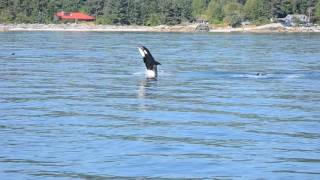 Baby orca breaching! Multiple bellyflops and lots of splashing!