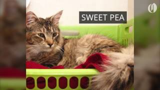Portland-area pets for adoption April 11
