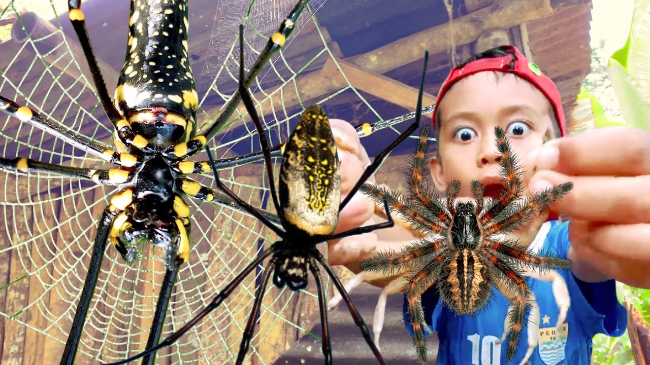 HUNTING TOP SPIDER IN AROUND HOUSE WITH MY KIDS! Catch Giant Golden ...