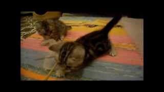 British Shorthair kittens by Grete Bakken 449 views 10 years ago 12 minutes, 5 seconds