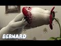 Bernard Bear | Carnivorous Plant AND MORE | 30 min Compilation | Cartoons for Children