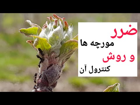 تصویری: مبارزه با مورچه ها در آپارتمان و باغ: روش ها و ابزارها