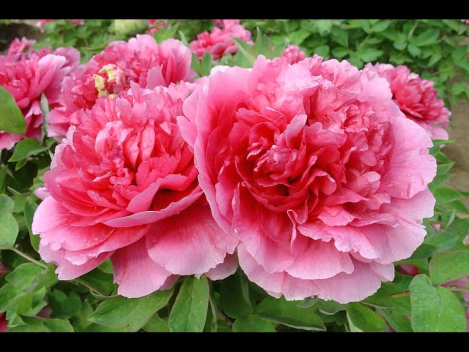 中国的国花 牡丹national Flower Of China Peony Youtube