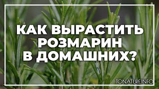 Как вырастить розмарин в домашних? | toNature.Info